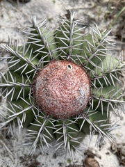 Melocactus violaceus margaritaceus