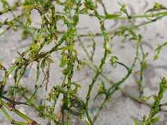Polygonum arenastrum