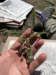 Commelina