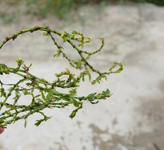 Polygonum arenastrum