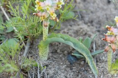 Lachenalia mutabilis