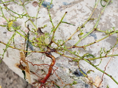 Polygonum arenastrum