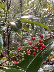 Alpinia oblongifolia