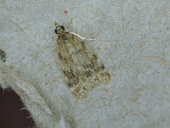 Scoparia basalis