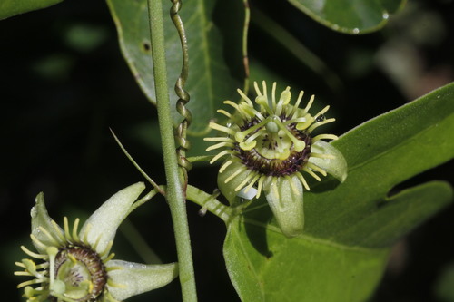 corkystem passionflower (Passiflora pallida)