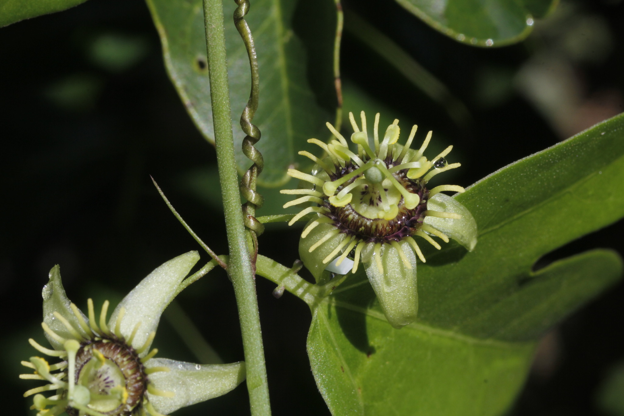 Passiflora pallida
