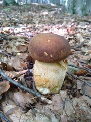 Boletus pinophilus