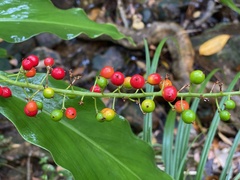 Alpinia oblongifolia