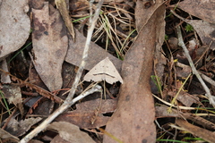 Isturgia penthearia