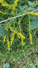 Solidago ulmifolia