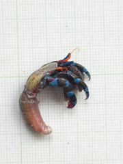 Calcinus elegans
