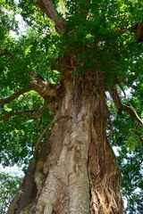Ficus superba