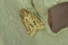 Aglossa caprealis
