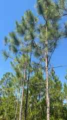 Pinus elliottii densa