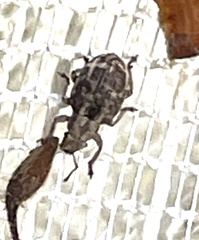 Strophosoma capitatum