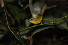 Basileuterus culicivorus