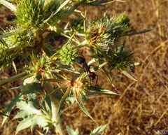 Camponotus cruentatus