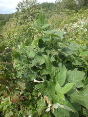 Rubus sachalinensis