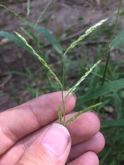 Eriochloa