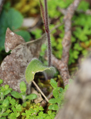 Caladenia parva
