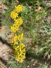 Solidago curtisii