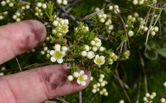Diosma aspalathoides