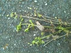 Stellaria apetala