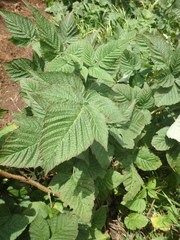 Rubus sachalinensis