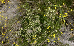 Diosma aspalathoides