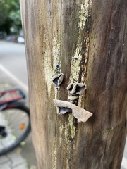 Auricularia polytricha