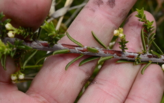 Diosma aspalathoides