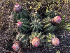 Melocactus violaceus margaritaceus