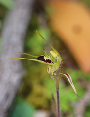 Caladenia parva