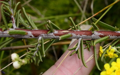 Diosma aspalathoides