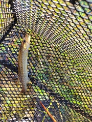 Esox americanus