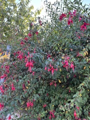 Fuchsia magellanica