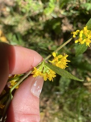 Solidago curtisii