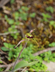 Caladenia parva