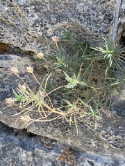Plantago sempervirens