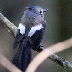 Trochocercus cyanomelas cyanomelas