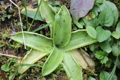 Pinguicula alpina