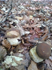 Boletus pinophilus