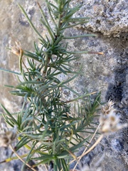 Plantago sempervirens