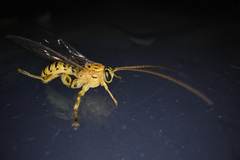 Echthromorpha agrestoria
