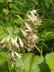 Parasenecio kamtschaticus