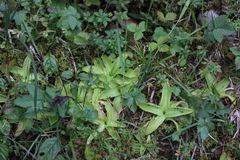 Pinguicula alpina