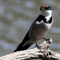 Hirundo albigularis