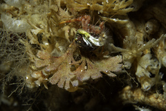 Dendrobeania