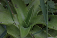 Pinguicula alpina
