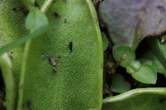 Pinguicula alpina